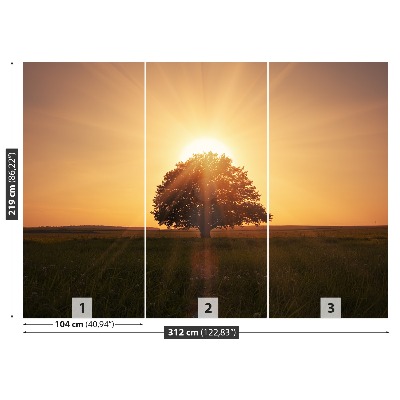 Fotótapéta fa Sunrise