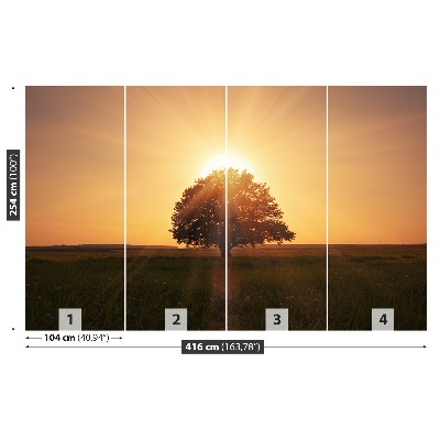 Fotótapéta fa Sunrise