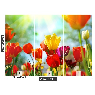 Fotótapéta virágok tulipán