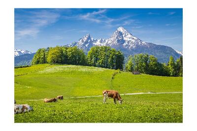 Fotótapéta Alps tehenek