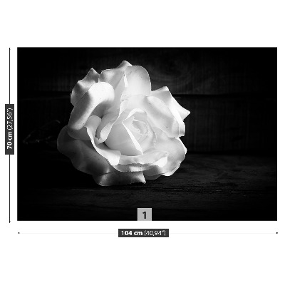 Fotótapéta fehér rózsa