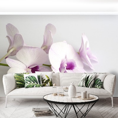 Fotótapéta fehér orchideák