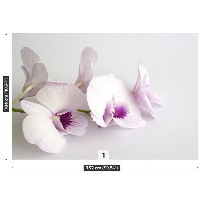 Fotótapéta fehér orchideák