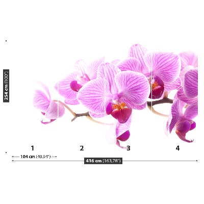 Fotótapéta rózsaszín orchidea