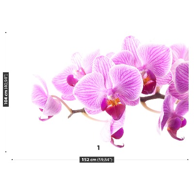 Fotótapéta rózsaszín orchidea