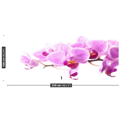 Fotótapéta rózsaszín orchidea