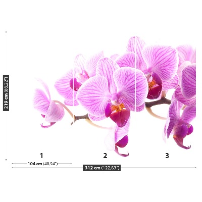 Fotótapéta rózsaszín orchidea