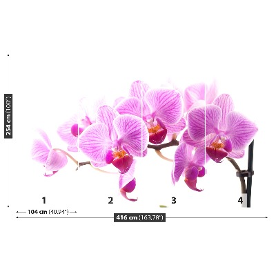 Fotótapéta rózsaszín orchidea