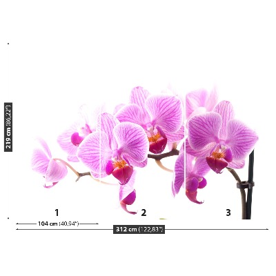 Fotótapéta rózsaszín orchidea