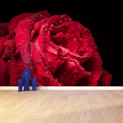 Fotótapéta vörös rózsa