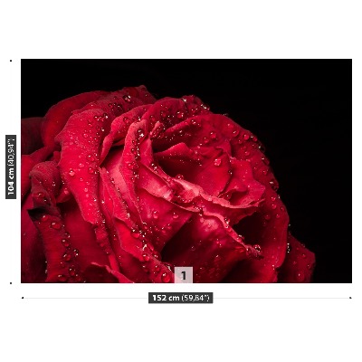 Fotótapéta vörös rózsa