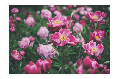 Fotótapéta Pink Peonies