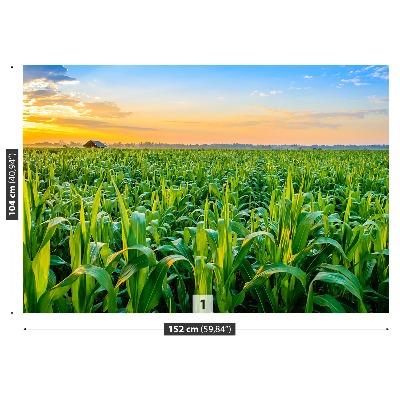 Fotótapéta kukoricásban