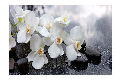 Fotótapéta orchidea Stones