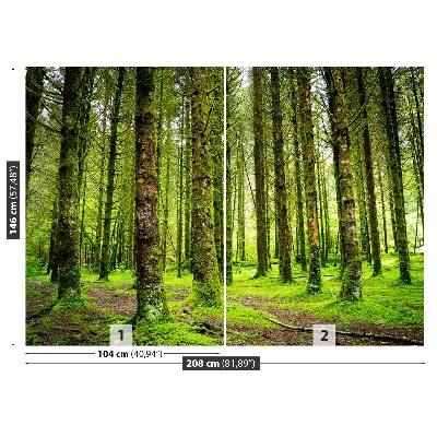 Fotótapéta fák
