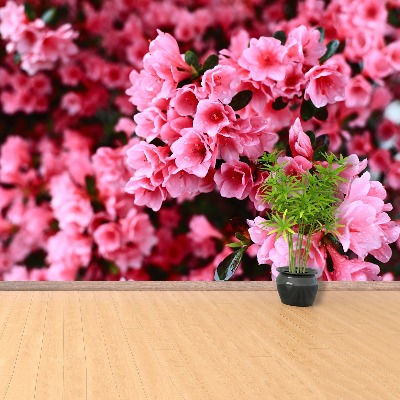 Fotótapéta Pink rhododendron