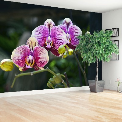 Fotótapéta lila orchidea