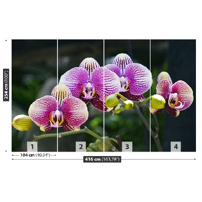 Fotótapéta lila orchidea