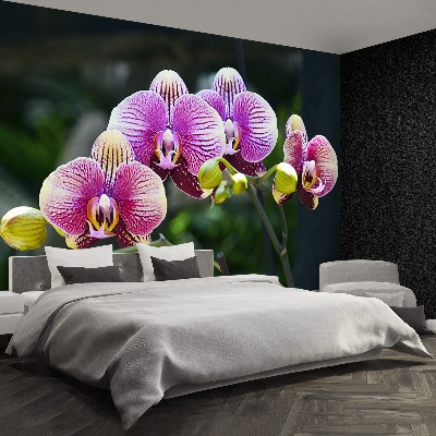 Fotótapéta lila orchidea