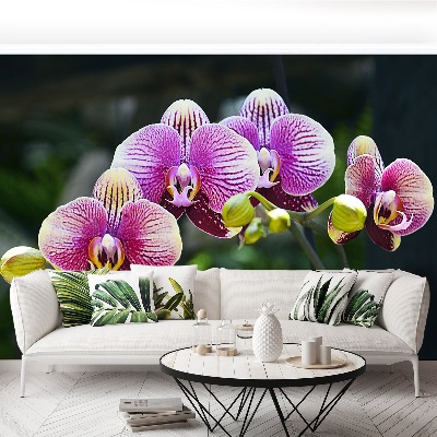 Fotótapéta lila orchidea