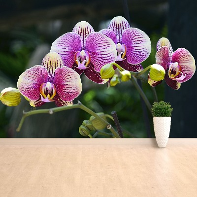 Fotótapéta lila orchidea
