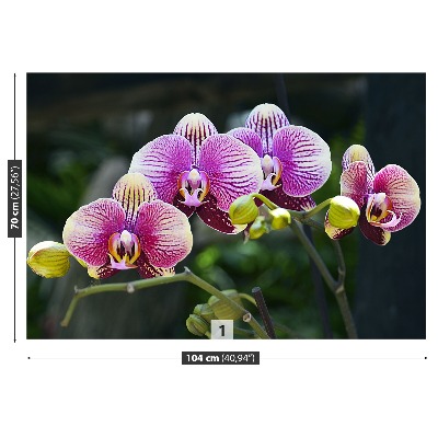 Fotótapéta lila orchidea