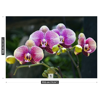 Fotótapéta lila orchidea