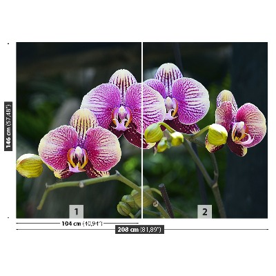 Fotótapéta lila orchidea