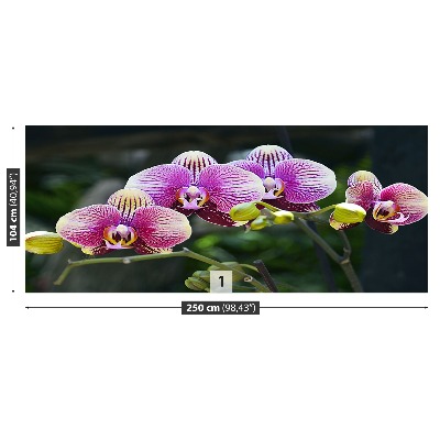 Fotótapéta lila orchidea