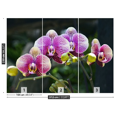 Fotótapéta lila orchidea