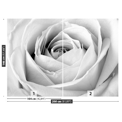 Fotótapéta fehér rózsa