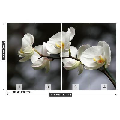 Fotótapéta Fehér orchidea
