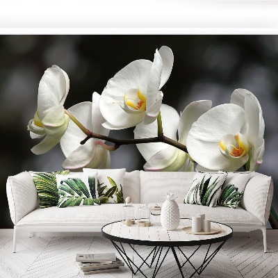 Fotótapéta Fehér orchidea