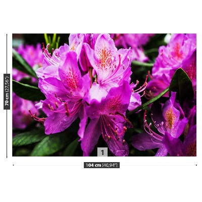 Fotótapéta lila virágok