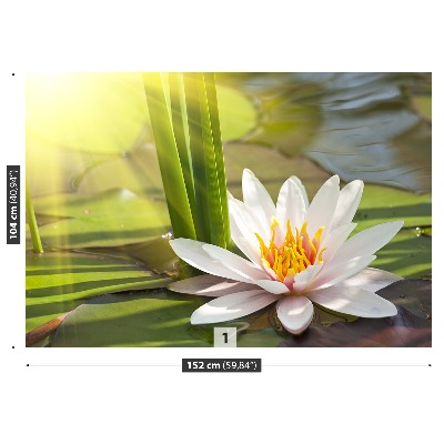Fotótapéta Lotus és a tó