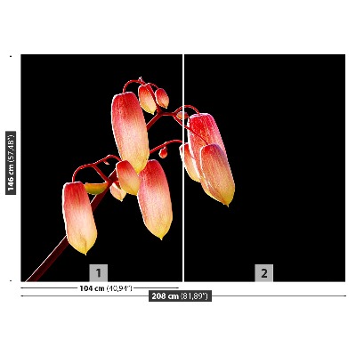 Fotótapéta Fekete virág