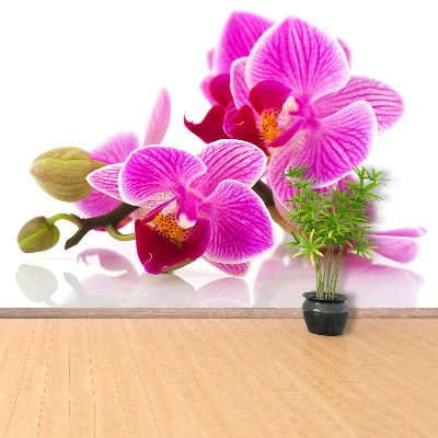 Fotótapéta orchidea virágok