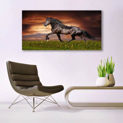 Akrilüveg fotó Black Horse Meadow Állatok