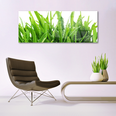 Akrilüveg fotó fű növény