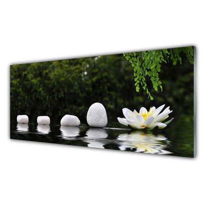 Akril üveg kép Lotus Flower Tavirózsa