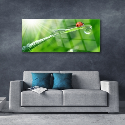 Akril üveg kép Grass Nature katicabogár