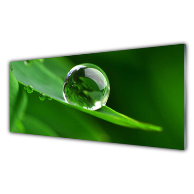 Akrilkép Plant Leaf Water Drops