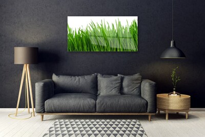 Akrilkép Grass Nature Plant