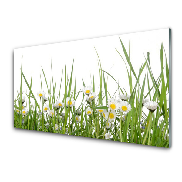 Akrilkép Grass Nature Daisies