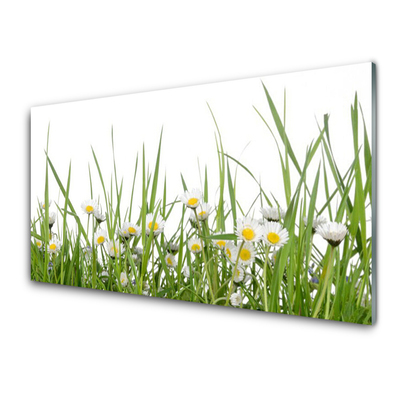 Akrilkép Grass Nature Daisies