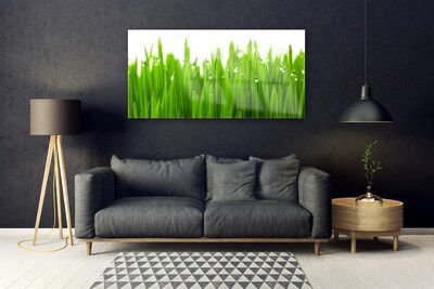 Akrilüveg fotó Grass Nature Plant