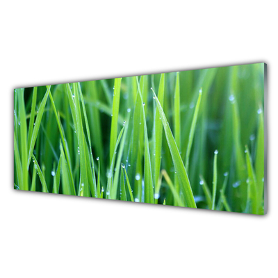 Akrilüveg fotó Grass Nature Plant Csepp