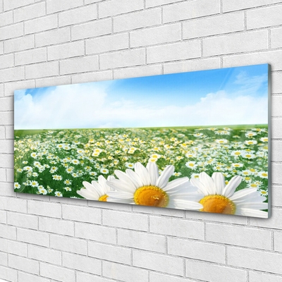 Akril üveg kép Daisy mezei virágok Field