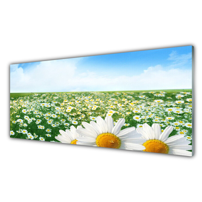 Akril üveg kép Daisy mezei virágok Field