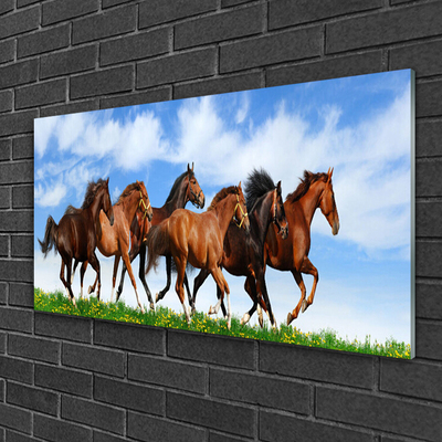 Akril üveg kép Vágtázó lovak legelő